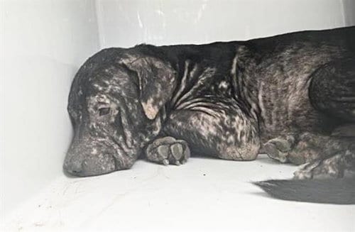 Photo of A661560, adoptable Pit Bull Terrier in Houston, Texas