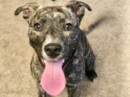 Photo of Ivy, adoptable dog in Georgetown, Texas