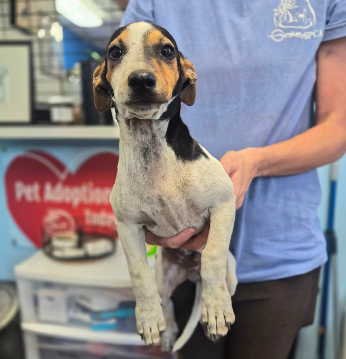 Photo of Mr. Bigglesworth, adoptable Jack Russell Terrier/German Shorthaired Pointer in Wahiawa, Hawaii