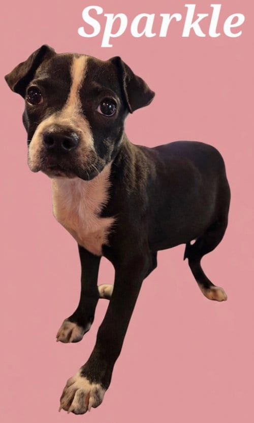 Photo of Sparkle, adoptable Terrier in Rutherfordton, North Carolina