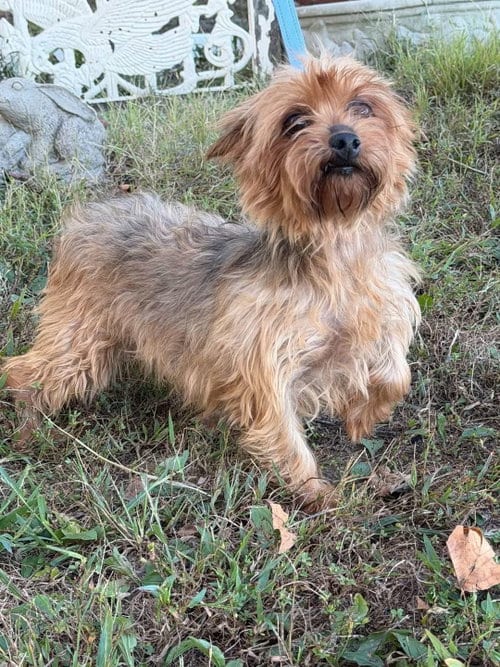 Photo of Dutchess, adoptable Yorkshire Terrier Yorkie in HOPKINSVILLE/PRINCETON, KY, New Hampshire