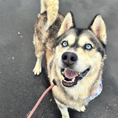 Photo of Homie, adoptable Husky in Mesa, Arizona