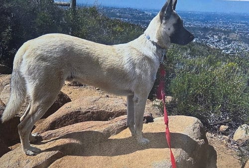 Photo of Titus, adoptable Anatolian Shepherd in San Diego, California