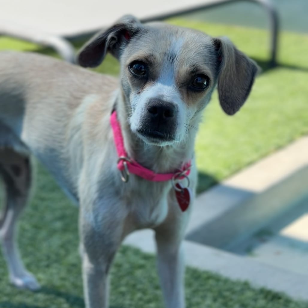 Photo of Happy A2295678, adoptable Chihuahua in Hayden, Idaho