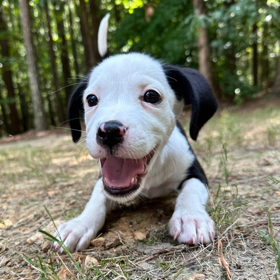 Photo of Milou, adoptable Hound / Mixed Breed (Medium) in Raleigh area, North Carolina