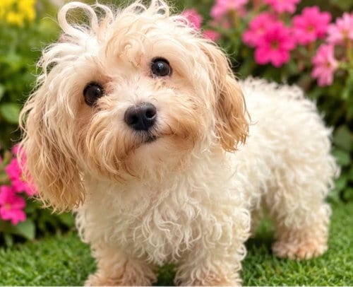 Photo of Victoria, adoptable Maltese in Margate, Florida