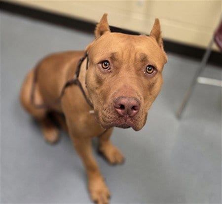 Photo of Sadie, adoptable Cane Corso Mastiff in Denver, Colorado