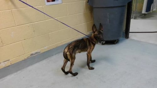 Photo of Paca, adoptable Belgian Shepherd Malinois in Tulsa, Oklahoma