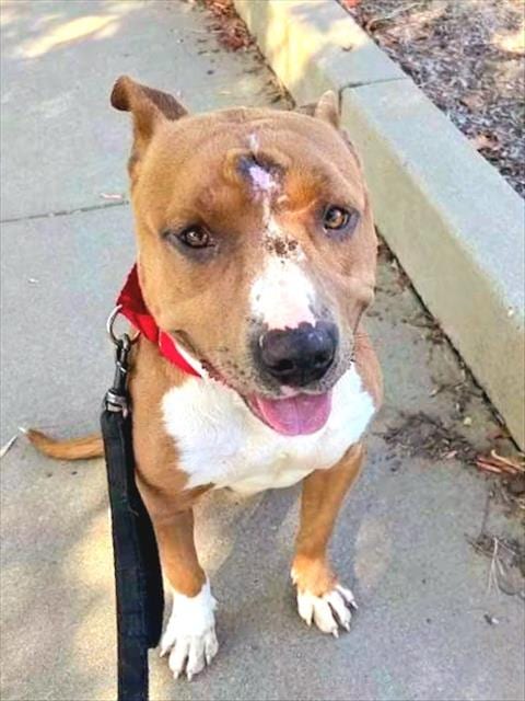 Photo of Beans, adoptable Pit Bull Terrier in Sacramento, California
