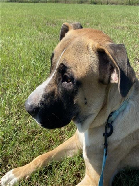 Photo of Cobbler, adoptable Mastiff in Ocala, Florida