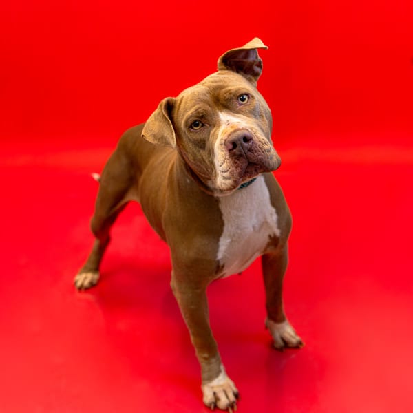 Photo of Betsy Woof, adoptable Pit Bull cross in Lawrenceville, Georgia