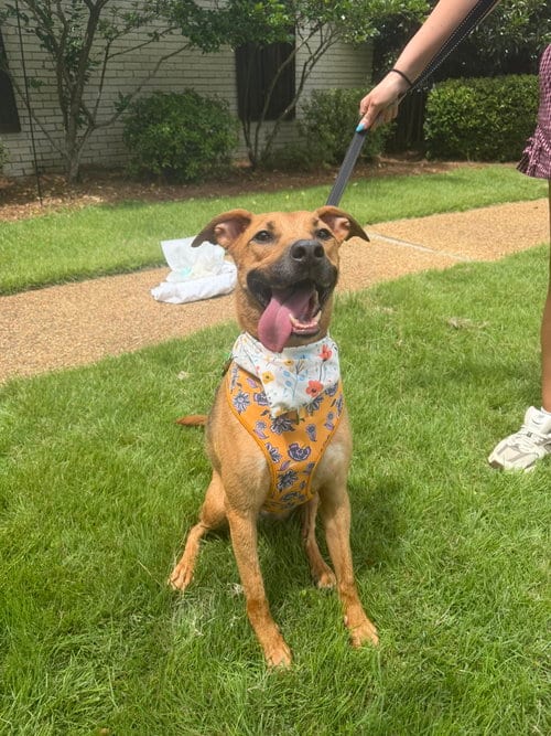 Photo of Sade, adoptable Labrador Retriever in Jackson, Mississippi