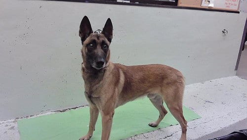 Photo of Apolo, adoptable German Shepherd Dog in Houston, Texas