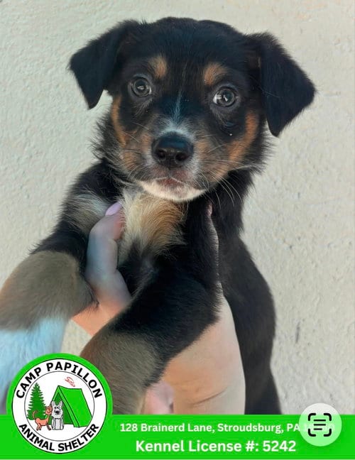 Photo of Doc, adoptable Australian Shepherd in Stroudsburg, Pennsylvania