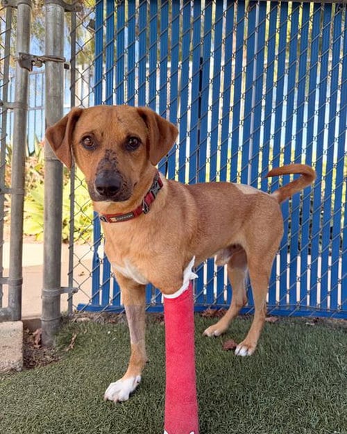 Photo of Carmelo, adoptable Labrador Retriever in Chula Vista, California