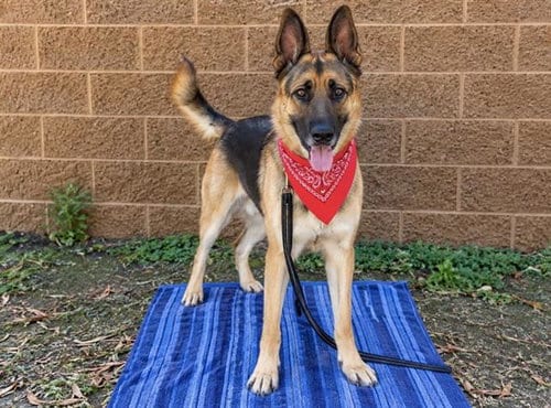 Photo of Roody, adoptable German Shepherd Dog in Orange, California