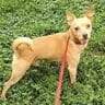 Photo of Peanut, adoptable Chihuahua in Enfield, Connecticut