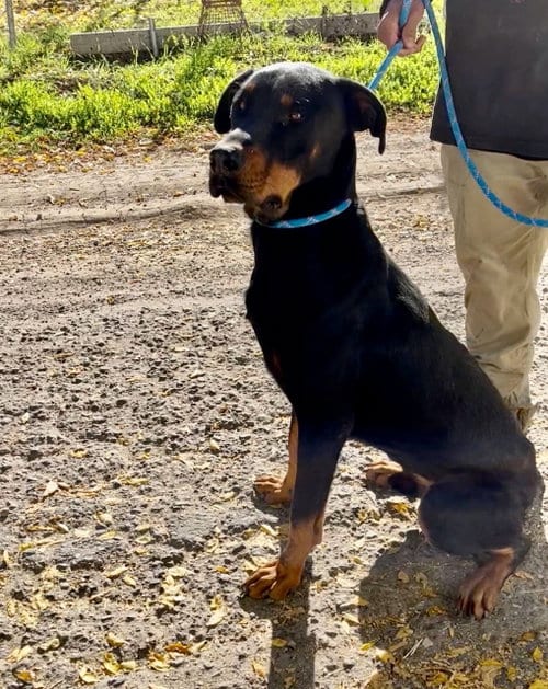 Photo of Dobi, adoptable Doberman Pinscher in Woodland Hills, California