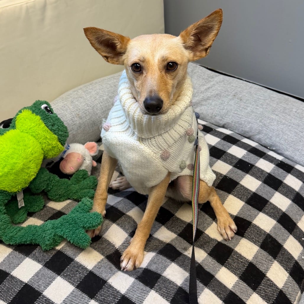 Photo of Queen, adoptable Chihuahua in Zanesville, Ohio