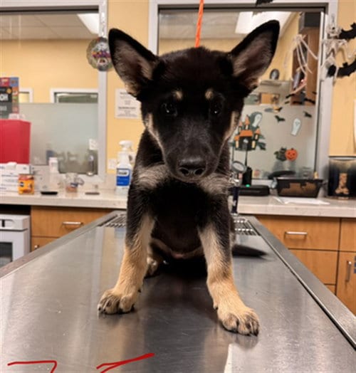 Photo of Nova, adoptable German Shepherd Dog in Orange, California