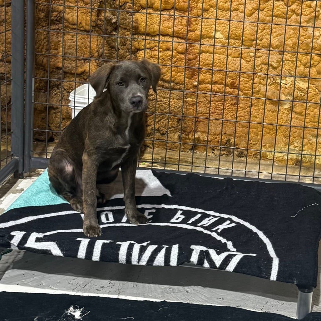 Photo of Walmart, adoptable Mixed Breed (Medium) in Houston, Texas