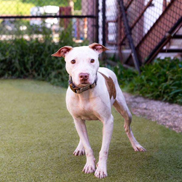 Photo of Kendi, adoptable Pit Bull cross in Lawrenceville, Georgia
