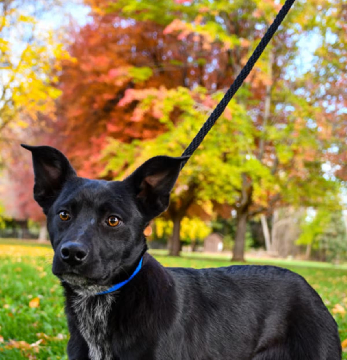 Photo of Gizmo, adoptable Border Collie/German Shepherd Dog in Yakima, Washington