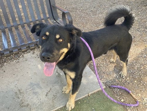 Photo of Norman, adoptable German Shepherd Dog in Mesa, Arizona