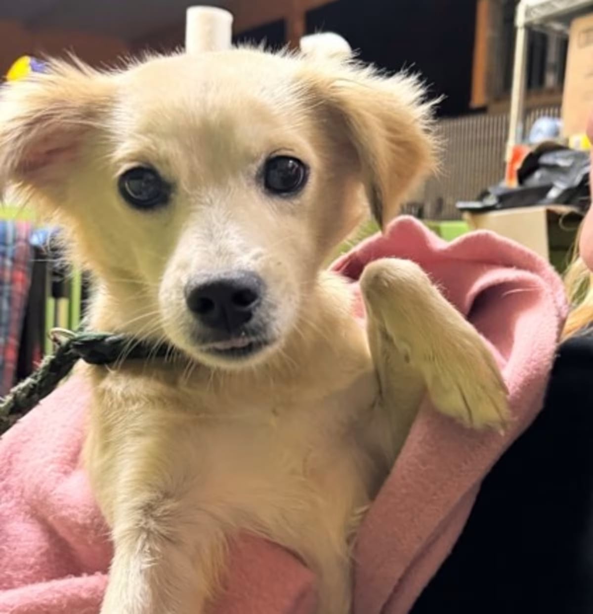 Photo of Charlie IN FOSTER, adoptable Mixed Breed (Medium) in New Orleans, Louisiana