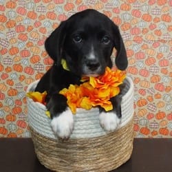 Photo of Arlo, adoptable Labrador Retriever Mixed Breed (Medium) in Frederick, Maryland