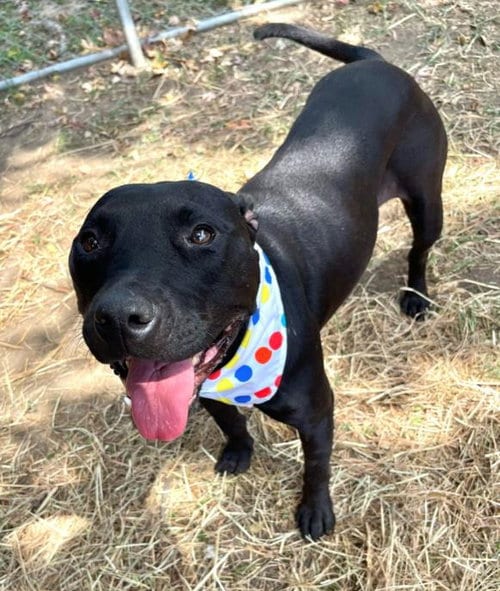 Photo of Mamas, adoptable American Pit Bull Terrier in Tulsa, Oklahoma