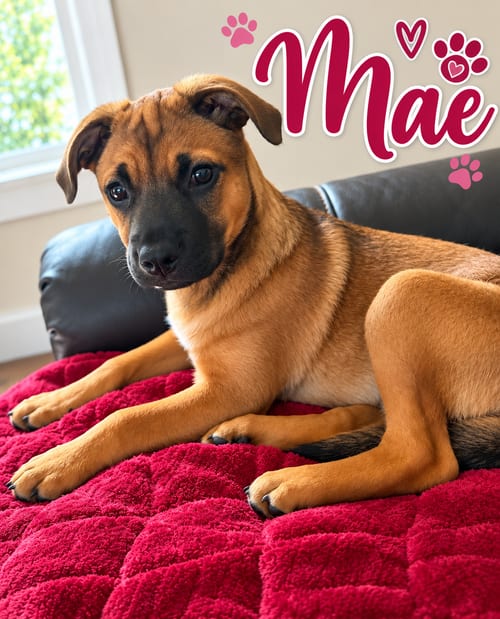 Photo of Mae, adoptable Border Collie in West Des Moines, Iowa
