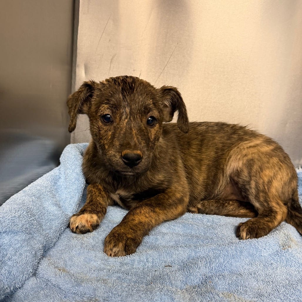 Photo of Barkula, adoptable Mixed Breed (Large) in Martinsville, Virginia