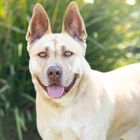 Photo of Amber, adoptable German Shepherd Dog in Camarillo, California