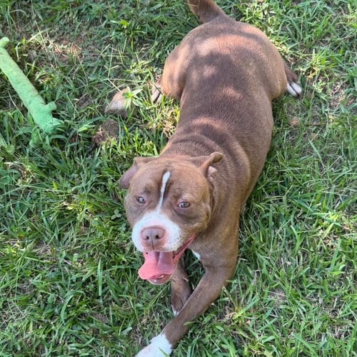 Photo of Hoggart, adoptable Boxer in Carrollton, Georgia