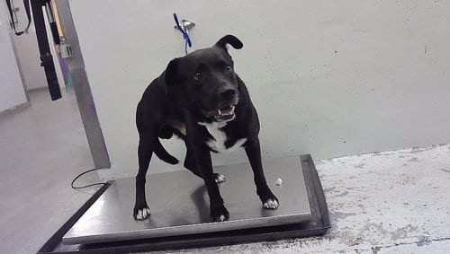Photo of Gordo, adoptable Staffordshire Bull Terrier in Houston, Texas