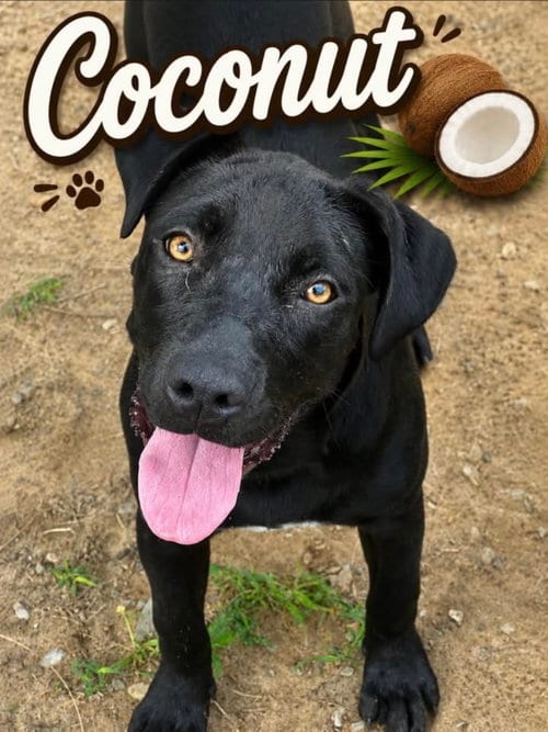 Photo of Coconut, adoptable Unknown breed (short coat) in Corning, Arkansas