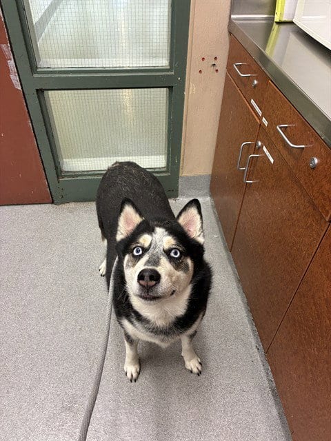 Photo of Brooklyn, adoptable Siberian Husky in Rancho Cucamonga, California
