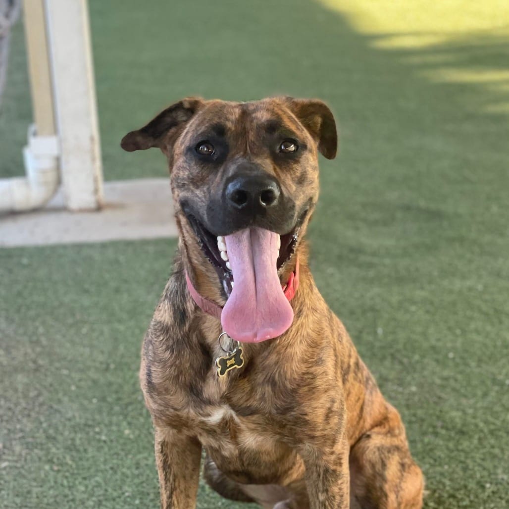 Photo of Camo, adoptable Shepherd / Mixed Breed (Medium) in Riverside, California