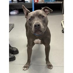 Photo of Gabba, adoptable Mixed Breed (Medium) in New Castle, Delaware