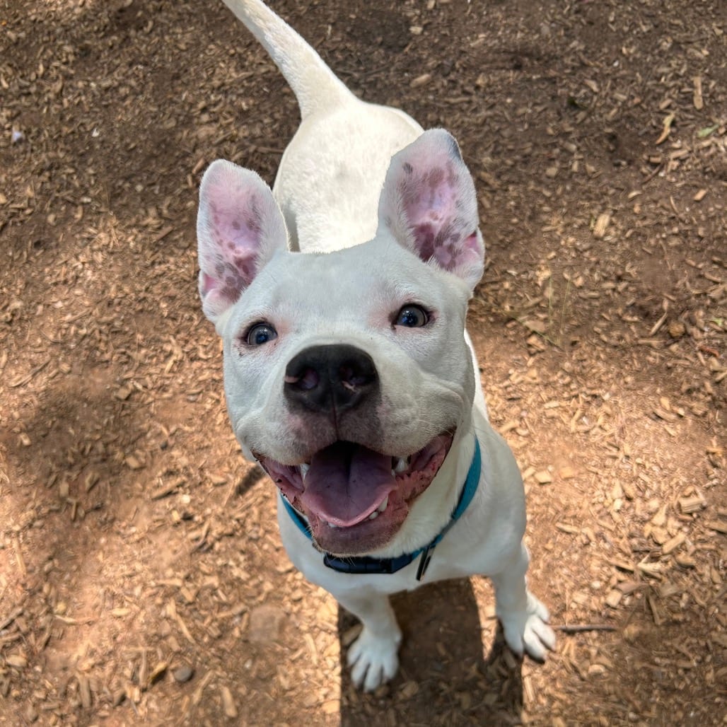 Photo of Phantom, adoptable Mixed Breed (Medium) in Decatur, Georgia