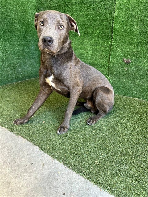 Photo of Bluey, adoptable Pit Bull Terrier in Lancaster, California