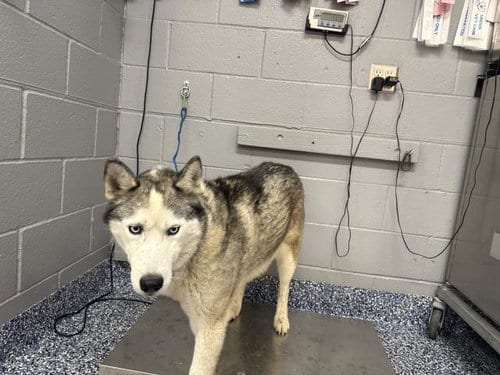 Photo of A1938555, adoptable Siberian Husky in Thousand Palms, California