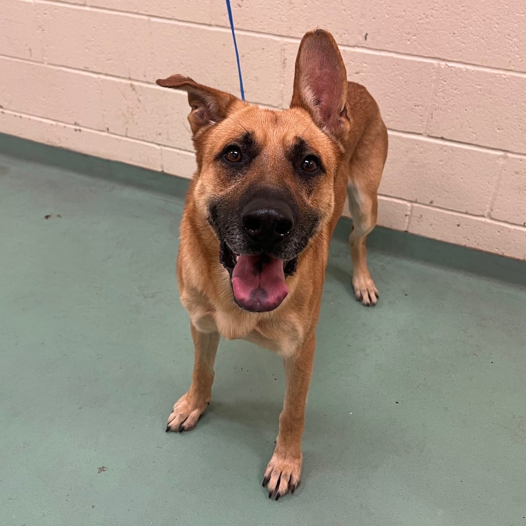 Photo of Rocky, adoptable Mixed Breed (Large)