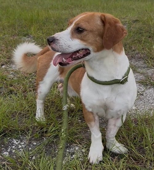 Photo of Little Man, adoptable Rat Terrier in Sanford, Florida