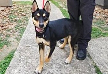 Photo of Odysseus, adoptable Australian Kelpie mix in Houston, Texas