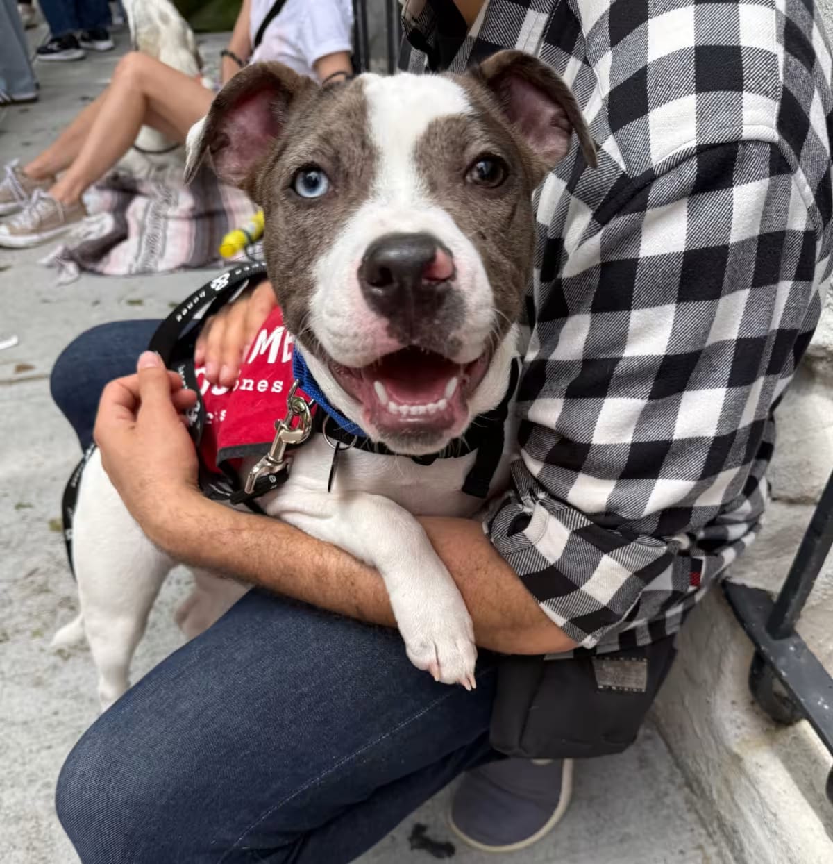 Photo of Gumbo, adoptable Staffordshire Bull Terrier/French Bulldog in New York, New York