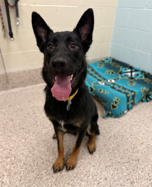 Photo of Darrell, adoptable German Shepherd Dog in Brighton, Colorado