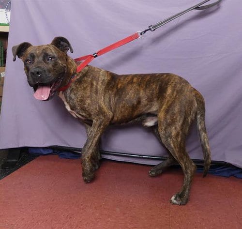 Photo of Tiny, adoptable Mastiff in Ukiah, California