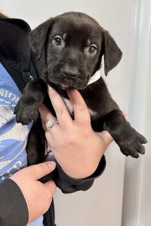 Photo of Ariel, adoptable Shepherd in Clarkston, Michigan